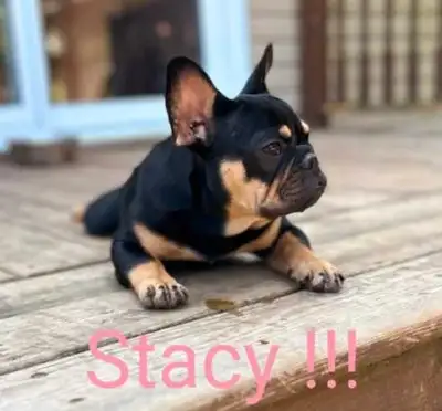 $$ Spécial $$ Ckc french bulldog / Bouledogue français !, View more