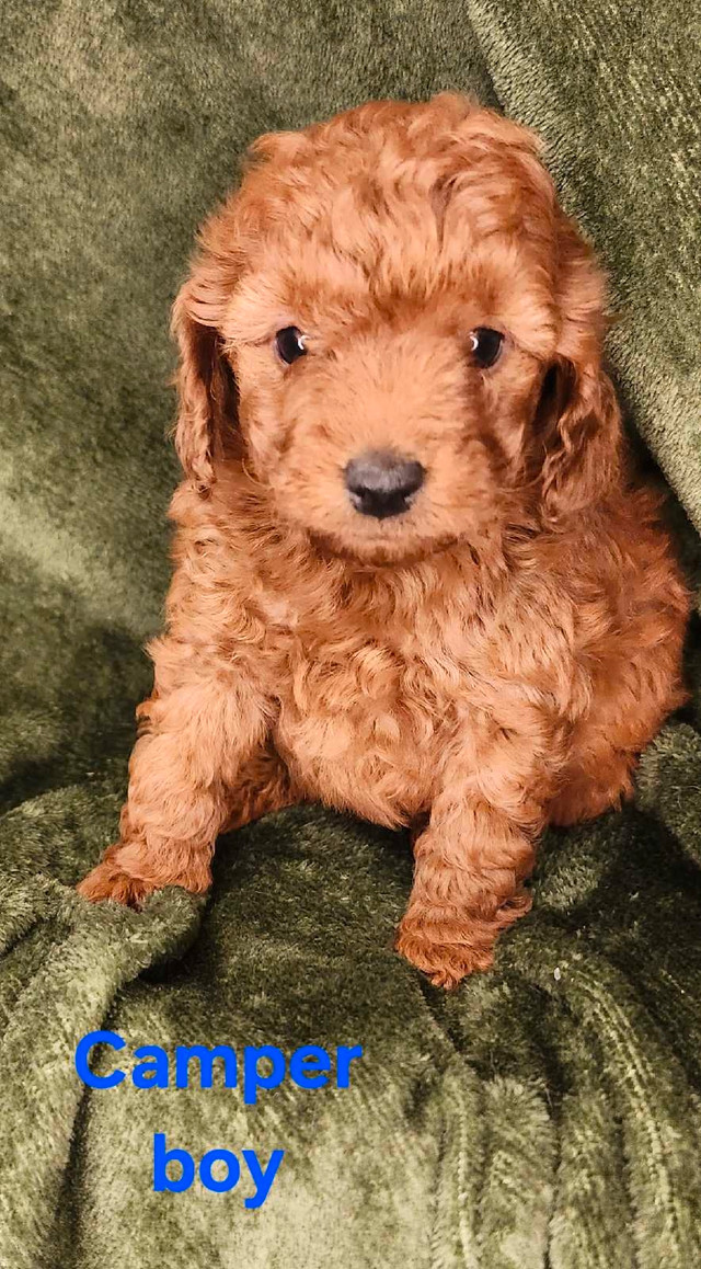 intelligent Mini Irishdoodles only two left in Dogs & Puppies for Rehoming in Calgary