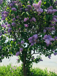 Double French Lilacs 