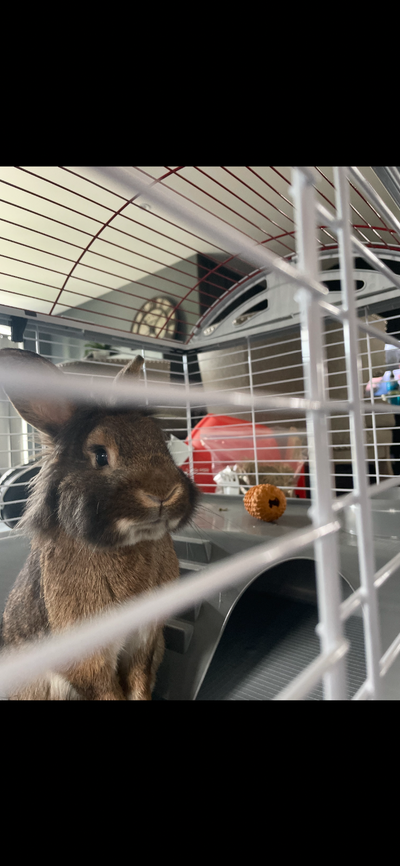 Bunny 3 years old for re-homing, View more