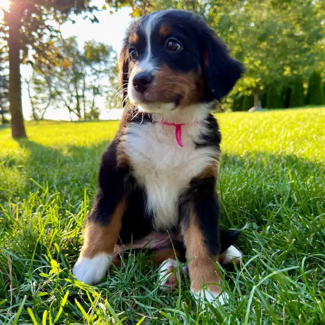 Guardian Homes Wanted - Bernese Mountain Dogs Male & Female! in Dogs & Puppies for Rehoming in Markham / York Region - Image 8