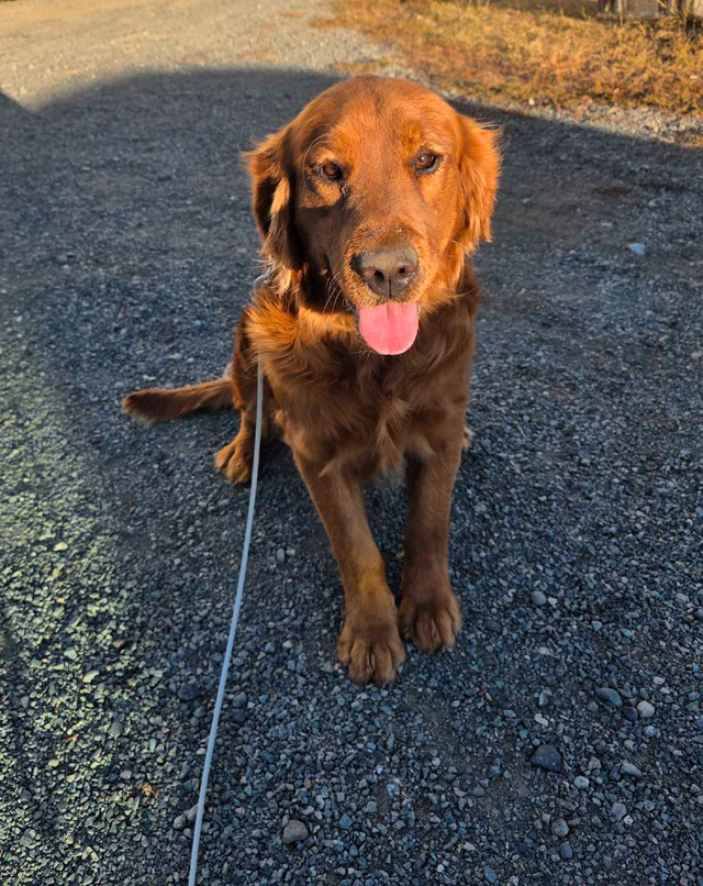 1 year Purebred Red Golden Retriever Intact Male (READ AD) in Dogs & Puppies for Rehoming in Kamloops - Image 4