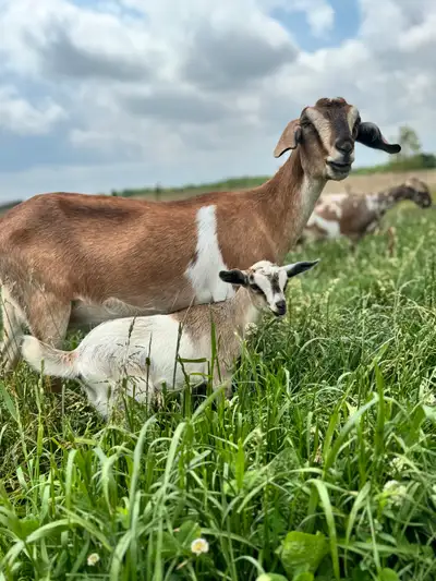 Mini-Nubian Doeling - sweet girl and future milker, View more