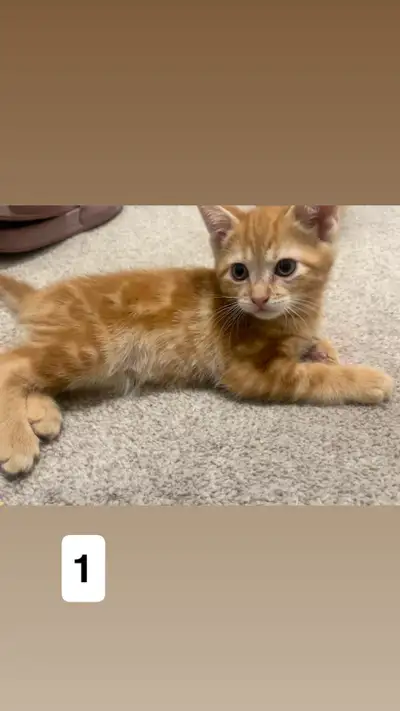 selling cats for 120$, View more