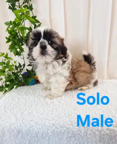 shih Tzu puppies (three left!), View more