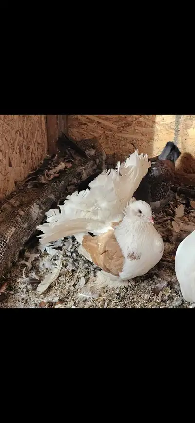 Fantail pigeons for sale , View more