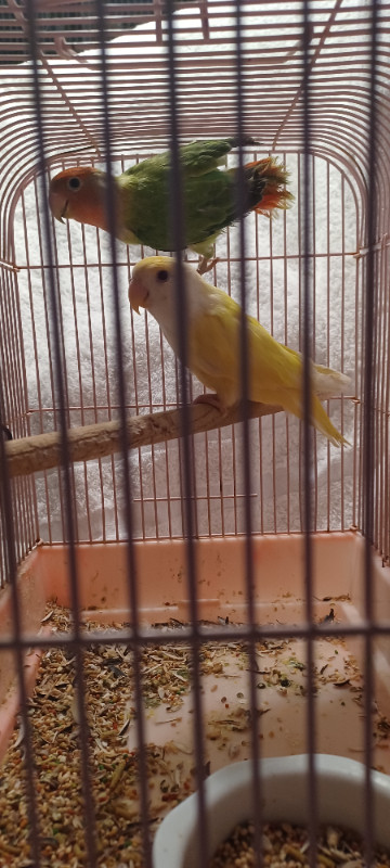LOVEBIRDS in Birds for Rehoming in London - Image 4