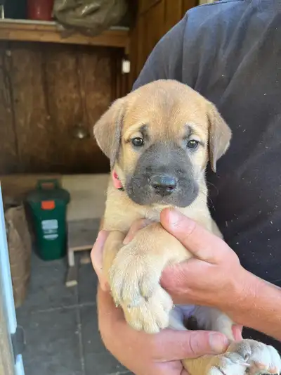 Mastiff Puppies, View more