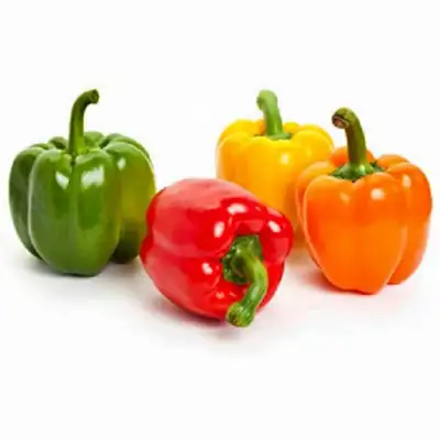 sweet bell peppers plants , View more