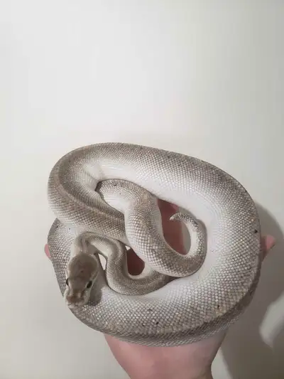 Silver ball python, View more