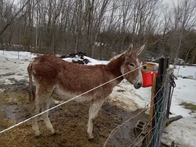 mammoth donkeys., View more
