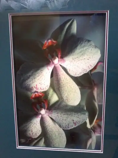 CADRE VITRÉE ELOGE AUX FLEURS BELLE ORCHIDÉE LIVRAISON GRATUITE et SÉCURITAIRE EN CETTE PERIODE DE C...