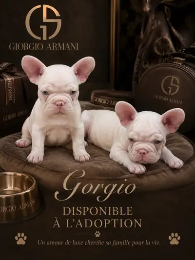 Bouledogues français , View more