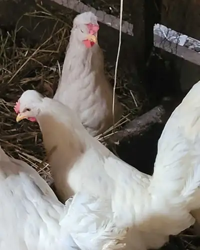 5 White Crested Cream Legbars 20 weeks old Excellent blue egg production from this breed. $50 each