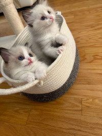 Super Gorgeous Adorable Ragdoll kittens 2month