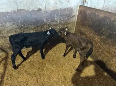 Calves Holstein, Jersey, Angus, View more