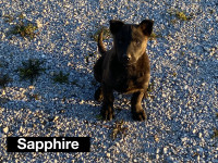 Dutch shepherd /Malinois puppies - 4 left