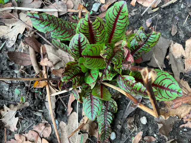 SORREL-Attractive Organic Edible Perennial Garden Plant in Plants, Fertilizer & Soil in City of Toronto - Image 2