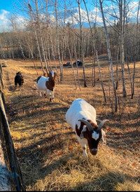 Selling my meat goats