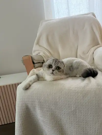 scottish fold, View more