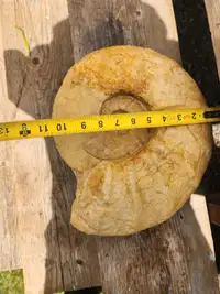 Large Grammoceras fallaciosum weights Bout 50 pounds