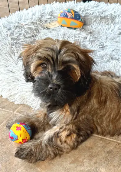 CKC Purebred Havanese Puppies Available, View more