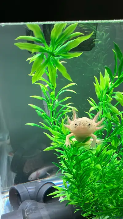 Baby albino axolotls, View more