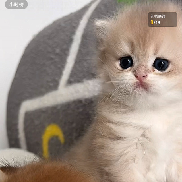 Pure breed cute kittens in Cats & Kittens for Rehoming in Richmond - Image 2