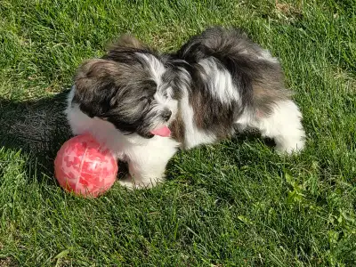 Shih Tzu X Pups READY TO GO, View more