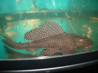 FOR SALE LARGE PLECO FISH $10, View more