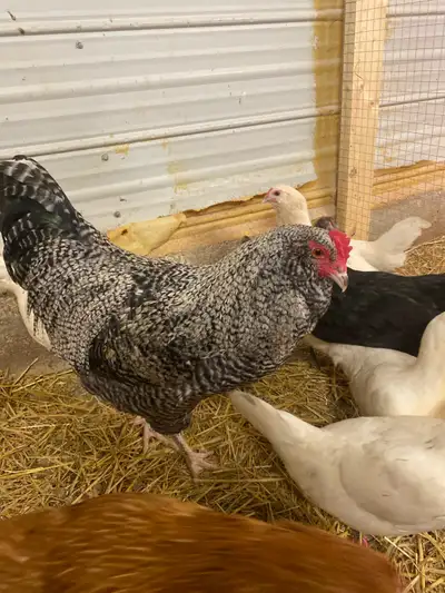 barred rock cross rooster, View more