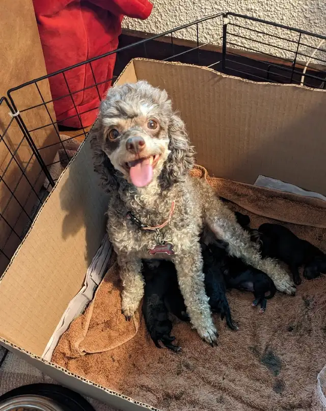Last one: playful very tiny black toy poodle pup, male in Dogs & Puppies for Rehoming in Ottawa - Image 10