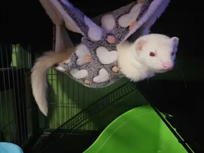 ferrets for rehome, View more
