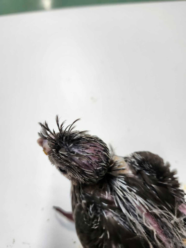 Cockatiel  bird in Birds for Rehoming in Edmonton - Image 3