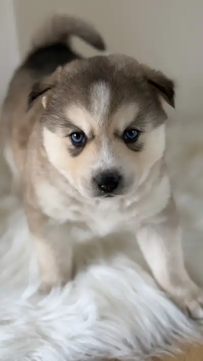 Pomsky Puppies, View more