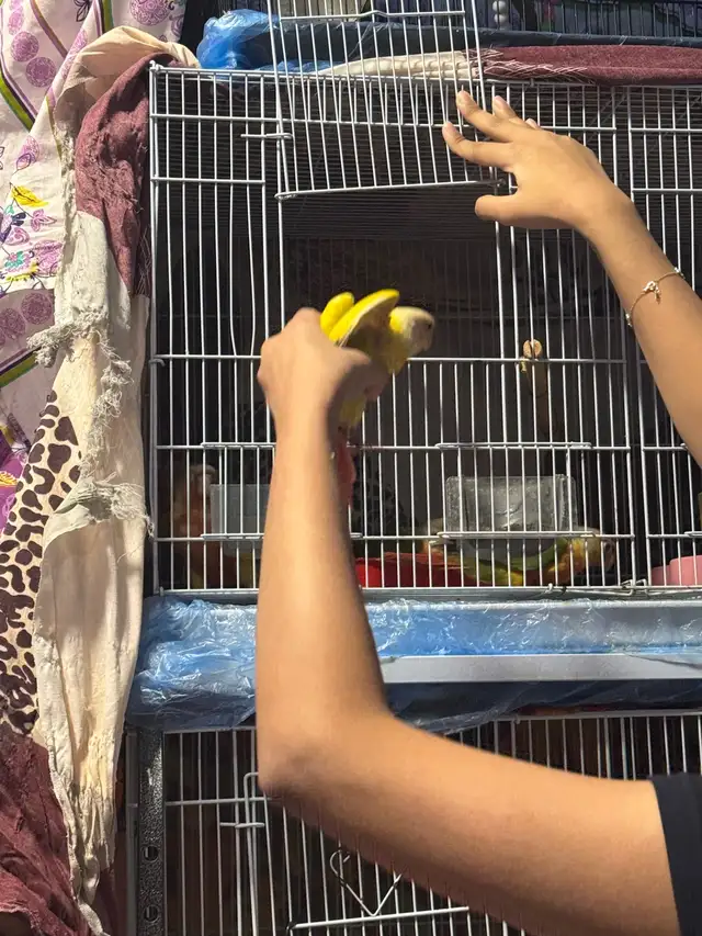conure  friendly in Birds for Rehoming in Mississauga / Peel Region - Image 6