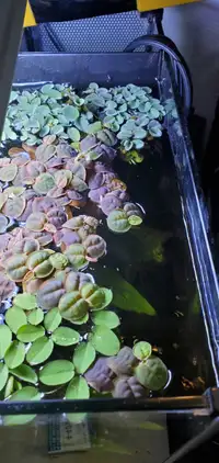 Various floating plants