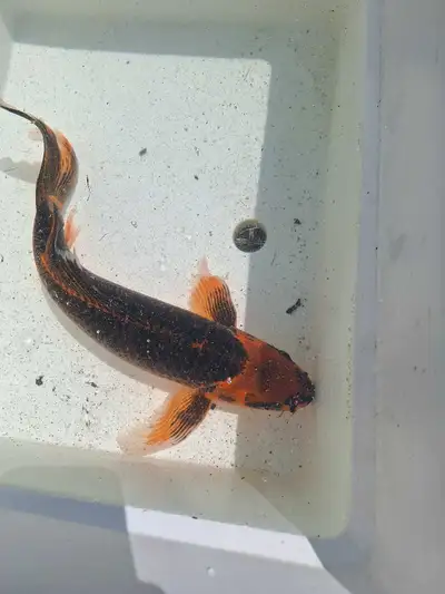 Beautiful large koi for sale, View more