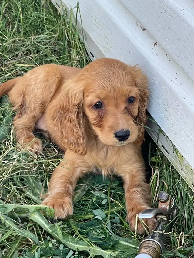 chiot cocker et springer in Dogs & Puppies for Rehoming in Saint-Hyacinthe - Image 2