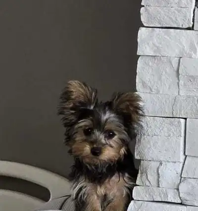 Yorkie puppie, View more