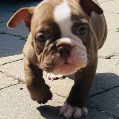 Olde English Bulldog puppies, View more