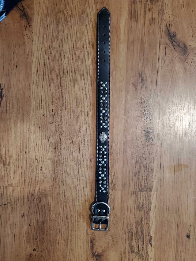 Genuine HD Dog Collar-Large in Accessories in Vernon - Image 2