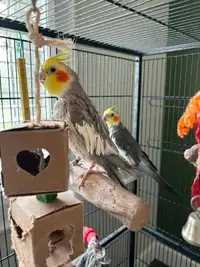 Bonded pair of male cockatiels - looking to rehome.