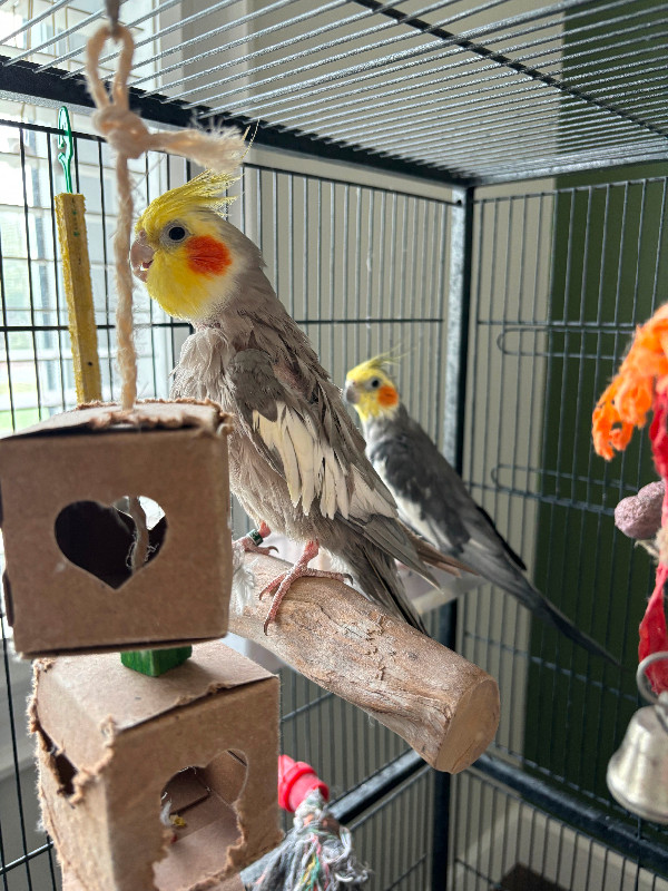 Bonded pair of male cockatiels - looking to rehome. in Birds for Rehoming in Peterborough