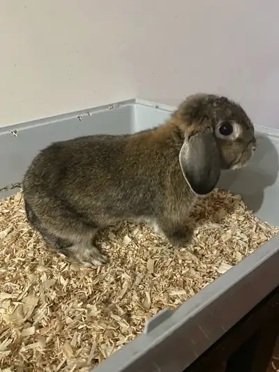 bunny rehoming , View more