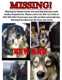 MISSING DOGS!!