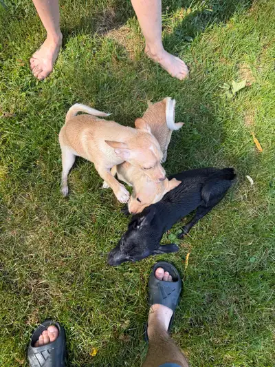 Chihuahua Minature Pincer Mix Puppies, View more