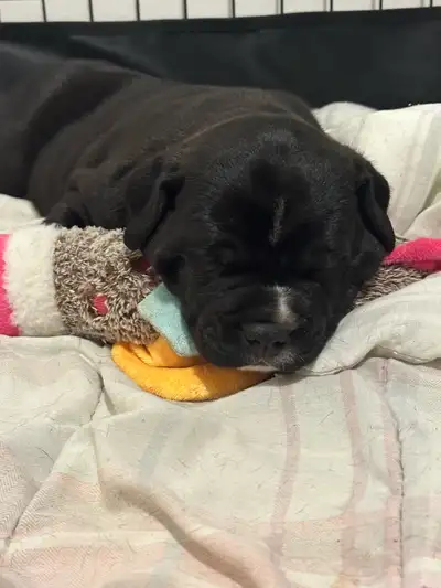 puppies looking for a loving home, View more