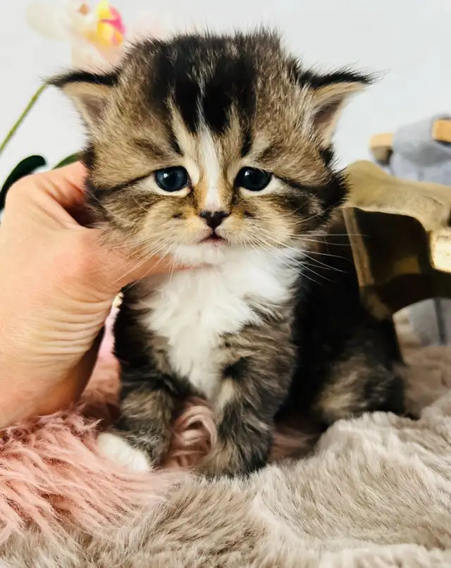 Chatons Ragdoll (pure race)❤️Scottish(pure race)❤️males et feme in Cats & Kittens for Rehoming in Laval / North Shore - Image 10