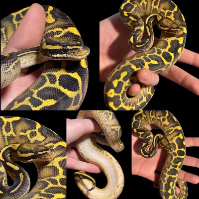 ball python sale, View more